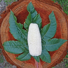 #1 All Natural Farm Grown Luffa Sponges (Choose Your Size)