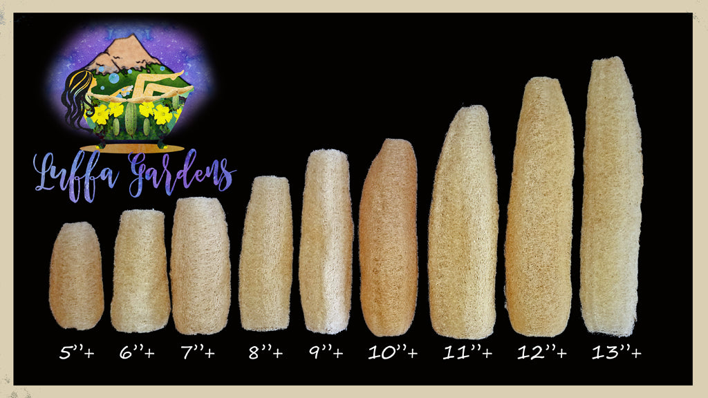 #1 All Natural Farm Grown Luffa Sponges (Choose Your Size)