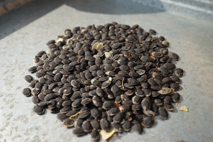 Luffa Sponge Heirloom Seeds